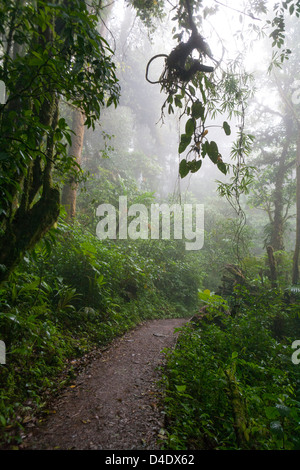 Un percorso attraverso la Monteverde Cloud Forest. Foto Stock
