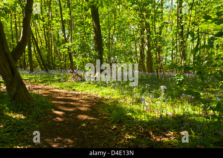 Un Bluebell tappezzate percorso attraverso i boschi Foto Stock