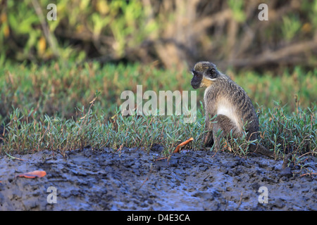 Verde (Callithrix) Monkey (Chlorocebus sabaeus) Foto Stock