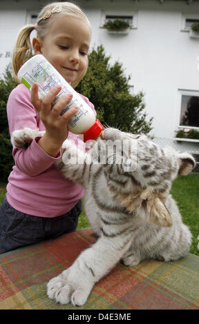 Cinque-anno-vecchia Cheyenne alimenta white tiger baby 'Elvis' con una bottiglia in film zoo di Eschede, Germania, 10 ottobre 2008. Lo zoo si prepara le sette settimane maschi tiger per un film portante per ottenere lui utilizzato per le riprese di un film visivamente e acusticamente.Gli ospiti dello zoo possono accarezzare la tigre e sono anche ammessi per l'alimentazione del bambino con la bottiglia. Foto: Jochen Luebke Foto Stock