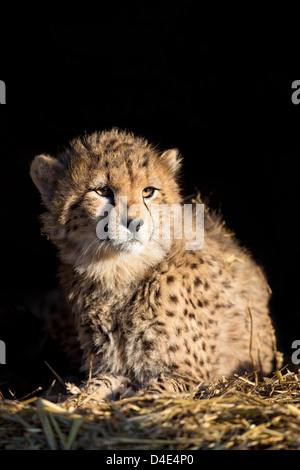 Cucciolo di ghepardo (Acinonyx jubatus) seduti sulla paglia, sfondo nero. Foto Stock