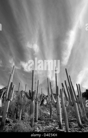 Cactus Saguaro e nuvole, Sabino Canyon, Tucson, Arizona, Stati Uniti d'America Foto Stock