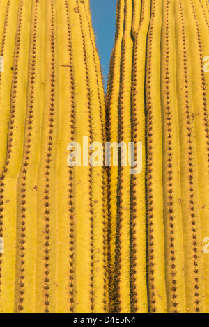 Cactus Saguaro (Carnegiea gigantea) Parco nazionale del Saguaro, nei pressi di Tucson, Arizona, Stati Uniti d'America Foto Stock