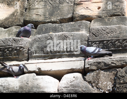 Il piccione si siede su un antico in pietra Foto Stock