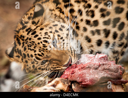 Femmina di Amur leopard mangiare carne Foto Stock