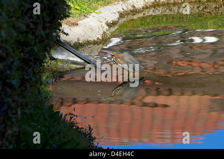 Airone verde (Butorides virescens) in piedi in bilico in un stagno di Rancho Mirage, California, Stati Uniti d'America nel gennaio Foto Stock