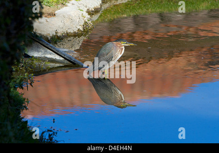 Airone verde (Butorides virescens) in piedi in bilico in un stagno di Rancho Mirage, California, Stati Uniti d'America nel gennaio Foto Stock