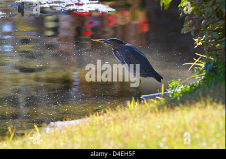 Airone verde (Butorides virescens) in piedi in bilico in un stagno di Rancho Mirage, California, Stati Uniti d'America nel gennaio Foto Stock