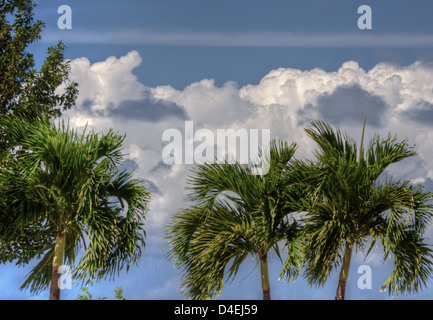 La foto è stata scattata in St. Croix, USVI Foto Stock