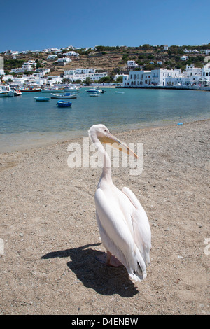 Petros, un Pelican Bianco (Pelecanus onocrotalus), la mascotte ufficiale di Mykonos, sulla spiaggia di Chora nelle isole greche Foto Stock