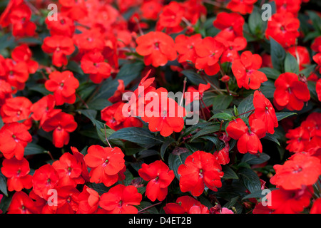 Fiori di colore rosso fiore giardino estivo foglie verde bellezza naturale. Foto Stock