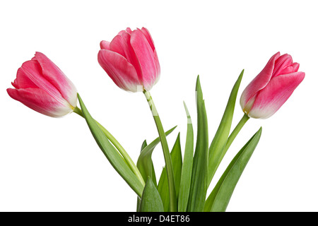 Fiori. Bouquet di tulipani isolato su uno sfondo bianco Foto Stock