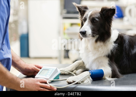 Veterinario esaminando un cane in vet chirurgia dell Foto Stock