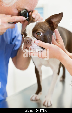 Veterinario esaminando un cane in vet chirurgia dell Foto Stock