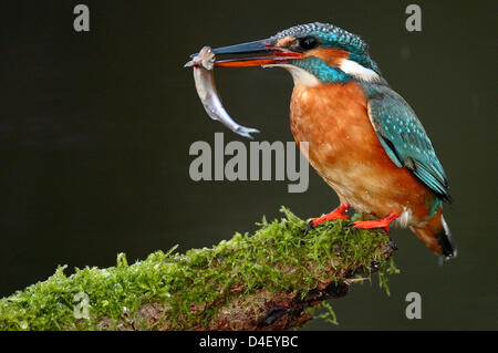 (Dpa) file il file immagine datata 06 febbraio 2007 acquisisce un kingfisher con un pesce nel suo pecker vicino Muellrose, Germania. Il Kingfisher, per decenni sulla Lista Rossa IUCN delle specie in via di estinzione, esigenze inartificial corrente non fiumi raddrizzati fiumi. Foto: Patrick Pleul Foto Stock