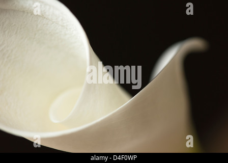 Close up Calla Lily Foto Stock