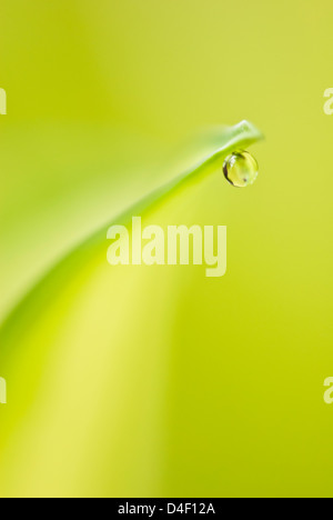 Close up di goccioline di acqua sulla lamina Foto Stock