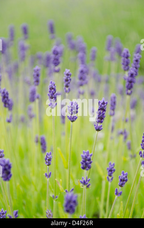 Close up di fiori di lavanda in campo Foto Stock