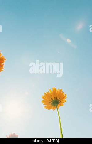 Vista dal di sotto di fiori d'arancio che cresce in giardino con sole e cielo blu chiaro Foto Stock