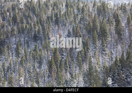 Vista aerea di alberi innevati sul versante della montagna Foto Stock