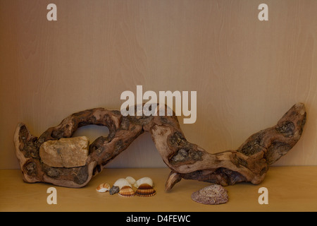 Driftwood root con pietra e conchiglie di mare Foto Stock