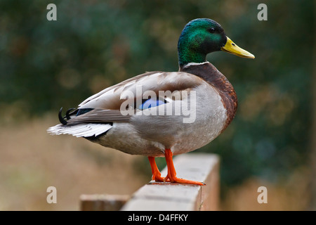 Maschio di Mallard duck in piedi sulla ringhiera in legno con occhio vigile Foto Stock