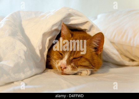 Berlino, Germania, rosso gatto dorme tutto il giorno sotto una coperta Foto Stock