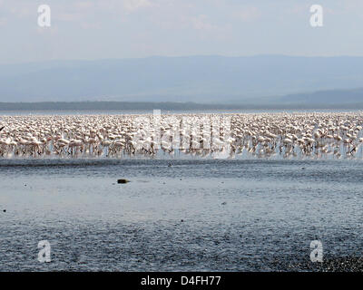 (Dpa) file il file immagine datata al febbraio 2005 acquisisce fenicotteri rosa sul lago Nakuru, Kenya. Foto: Carola Frentzen Foto Stock