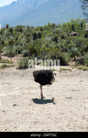 Ostrich nella regione di Karoo vicino a Oudtshoorn Sud Africa struzzi farm farming industry bird wild Oudtshoorn Southern African Foto Stock