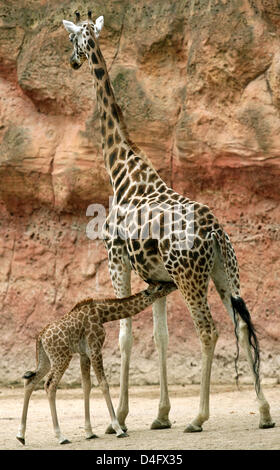 A tre settimane vecchia donna giraffa Rothschild baby è alimentato da sua madre 'Luna' durante la sua prima apparizione pubblica presso lo zoo di Hannover, Germania, 27 agosto 2008. A causa della continua pioggia, il bambino ha trascorso le ultime settimane insieme con sua madre in stabile così che essi potrebbero lentamente abituarsi all'altra. Ora il delicato giraffe baby fa le sue prime esperienze nel outdoor Foto Stock