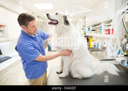 Veterinario esaminando un cane in vet chirurgia dell Foto Stock