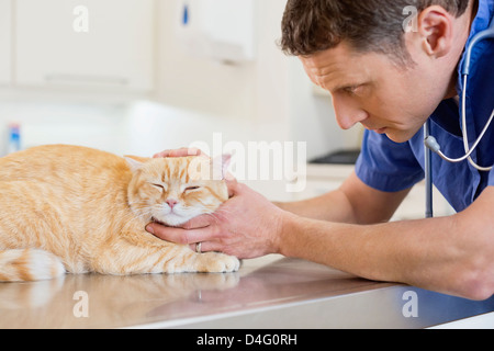 Veterinario esaminando cat in vet chirurgia dell Foto Stock