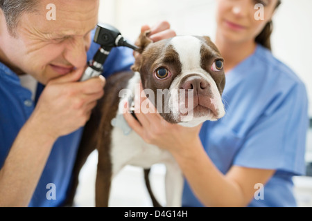 I veterinari esaminando un cane in vet chirurgia dell Foto Stock