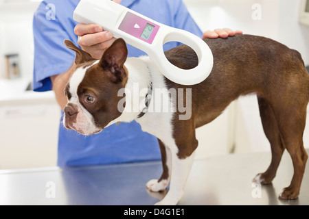 Veterinario esaminando un cane in vet chirurgia dell Foto Stock