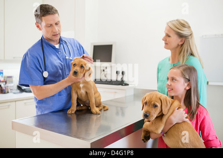 Veterinario esaminando un cane in vet chirurgia dell Foto Stock