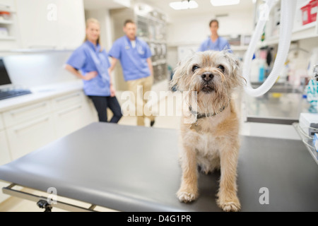 Dog sitter su tavola nella vet chirurgia dell Foto Stock