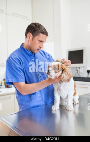 Veterinario esaminando un cane in vet chirurgia dell Foto Stock