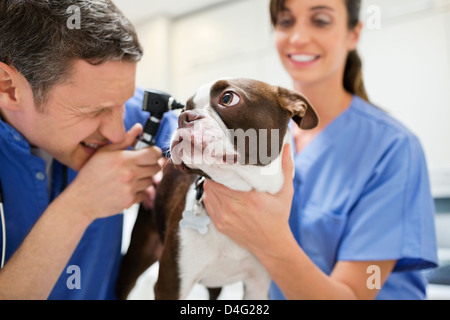 I veterinari esaminando un cane in vet chirurgia dell Foto Stock