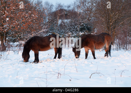 Due Exmoor Pony in un snowy Sutton Park al tramonto, Sutton Coldfield, West Midlands. Foto Stock