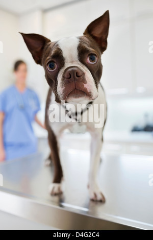 Cane in piedi sulla tavola in vet chirurgia dell Foto Stock