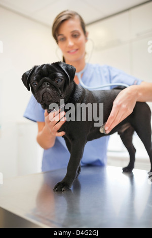 Veterinario esaminando un cane in vet chirurgia dell Foto Stock