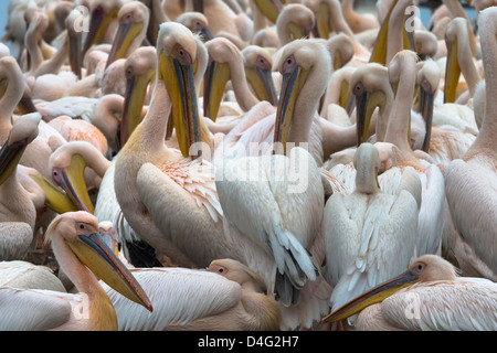 Grande bianco pellicani (Pelecanus onocrotalus), il lago Nakuru National Park, Kenya, Settembre 2012 Foto Stock