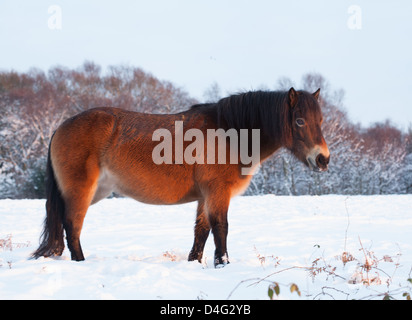 Exmoor Pony in un snowy Sutton Park al tramonto, Sutton Coldfield, West Midlands. Foto Stock