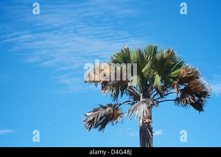 Palm tree Africa contro il cielo blu Foto Stock
