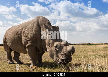 Nord del rinoceronte bianco (Ceratotherium simum cottoni), Ol Pejeta Conservancy, Laikipia, Kenya, Africa Foto Stock