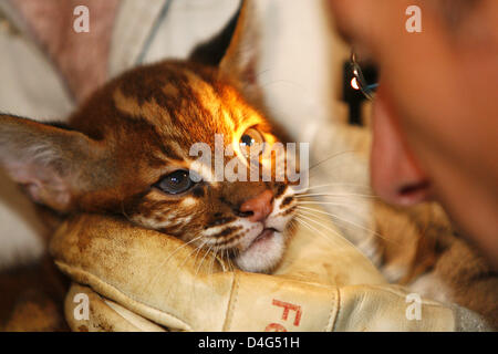 Un veterinario esamina un giovane Asian Golden Cat (Catopuma temminckii) presso lo zoo di Wuppertal, Germania, 01 ottobre 2008. Asian Golden Cat-gemelli sono nati allo zoo di luglio. "Fire Tigri', come essi sono anche chiamati, provengono da foreste tropicali che vanno dall'India del nord per la Malaysia. Foto: DAVID EBNER Foto Stock