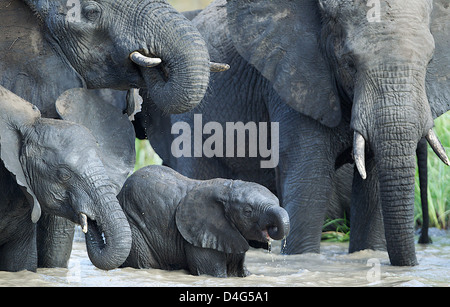 Gruppo di famiglia di elefanti africani di bere. Tanzania Foto Stock