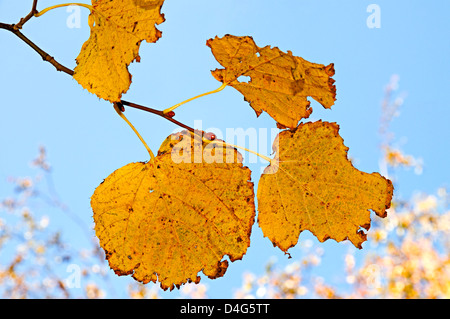 Il ingiallito fogliame di un Aspen è fotografato close-up Foto Stock