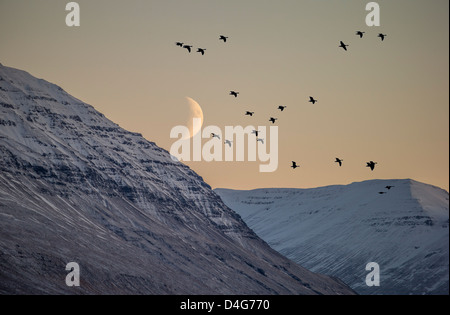 Uccelli in volo con moonlight, Akureyri, Islanda Foto Stock