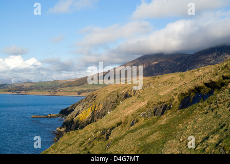 Gyrn goch gyrn ddu dal clogwyn morfa frefor Lleyn Peninsula gwynedd Galles del nord Foto Stock